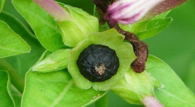 1种花是很多人的"童年记忆",开花旺,结籽就像"小地雷"
