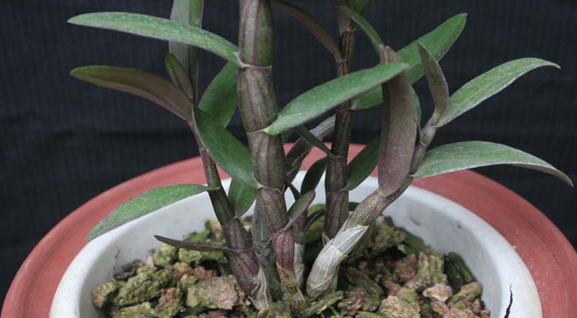 铁皮石斛种植条件要求