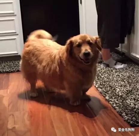 网友养了一只金毛柯基的混血犬,柯基基因太强大了!