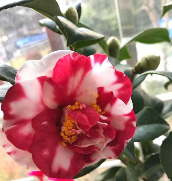 花露珍,美观又精致,它是十大名花,易养护,适合新手栽种!