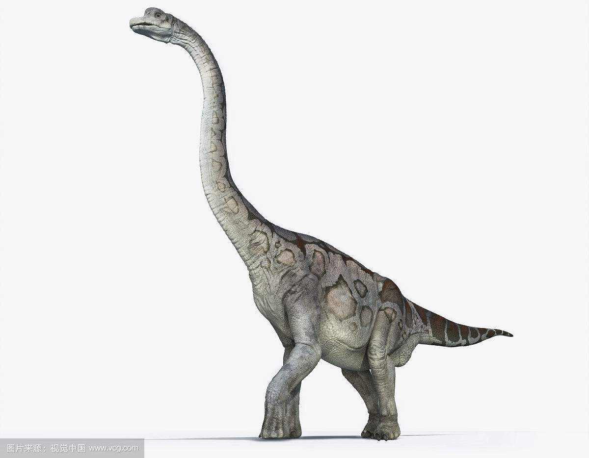 关于腕龙,细颚龙的介绍