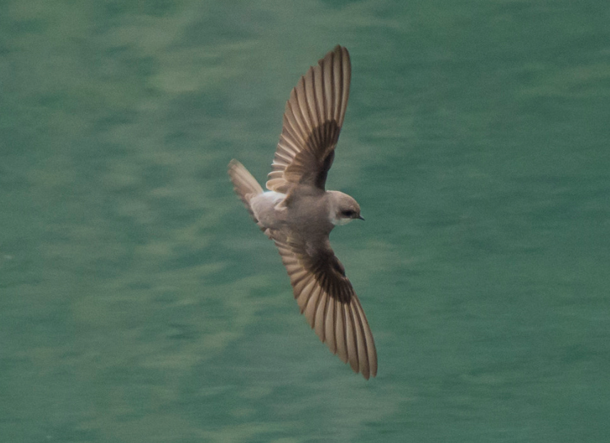 存在于艺术中的"无足鸟",被生物学家找到,一生都在飞行不停