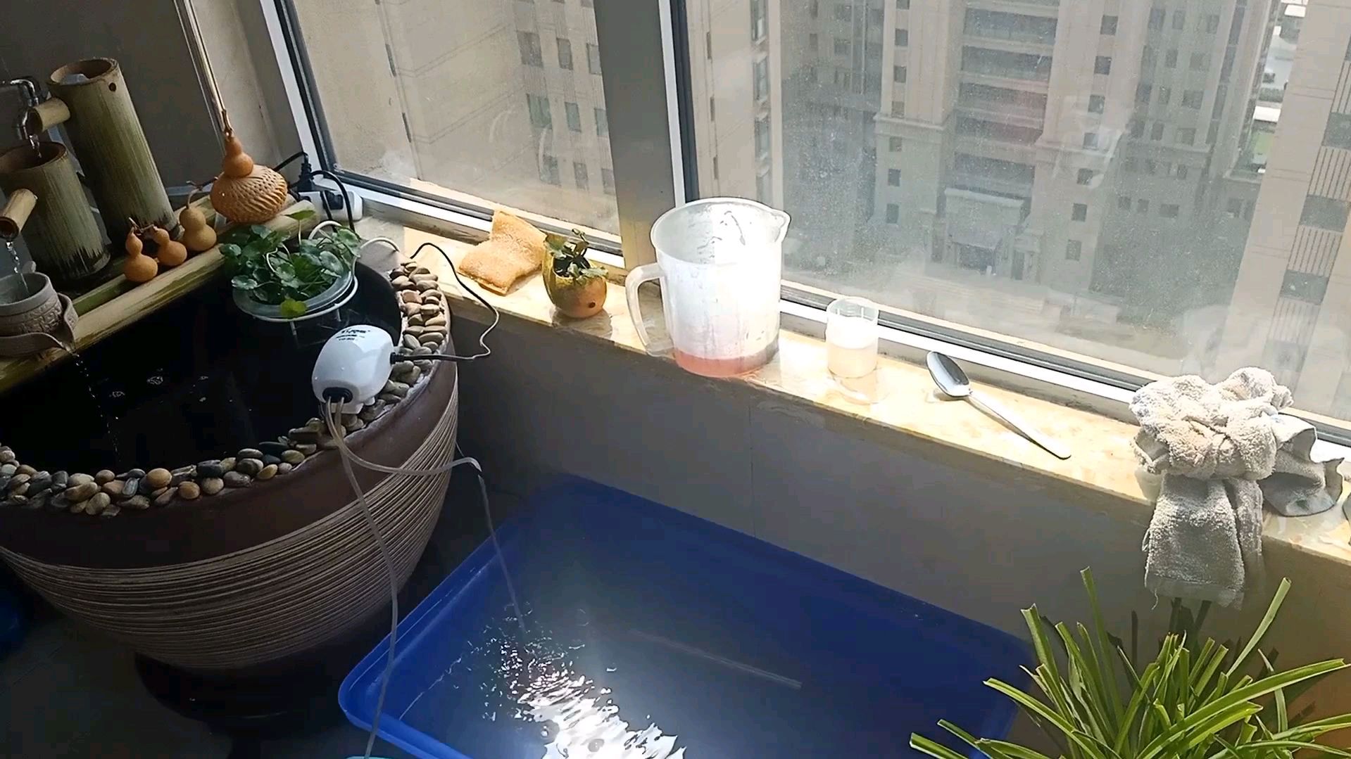 养鱼人的阳台,除了盆盆罐罐,还有可爱的鱼儿