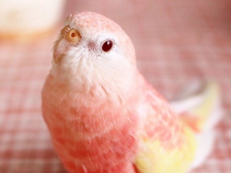 这鹦鹉颜值太高了,粉红色好似少女的心,简直是神仙下凡一般