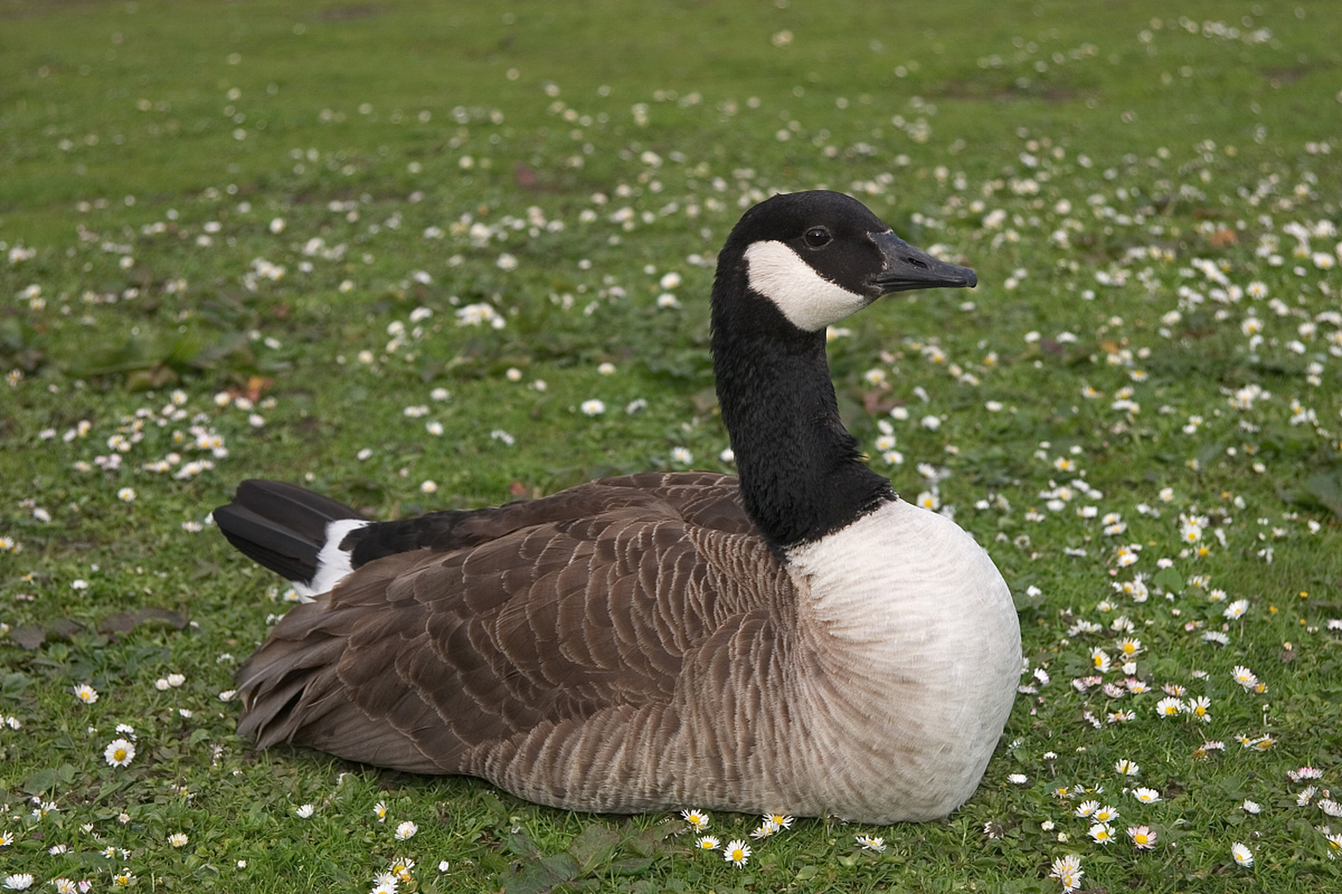在广东清远市清新县,有一种特别的鹅,叫做乌鬃鹅,也称为黑鬃鹅.