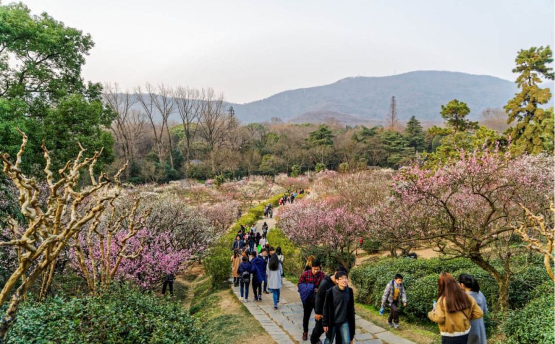 梅花山在哪里图片