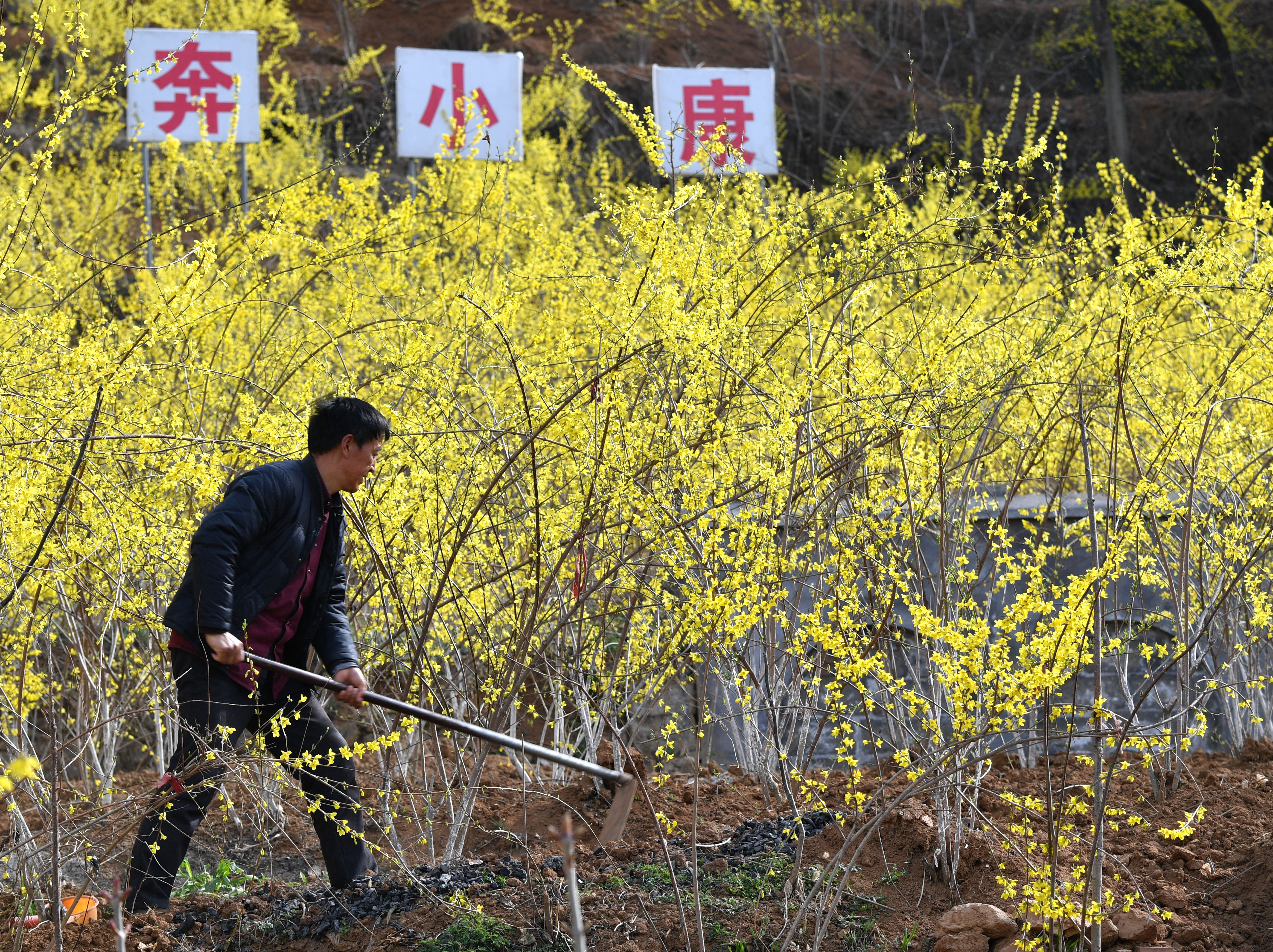 河南卢氏:连翘种植助农增收(1)