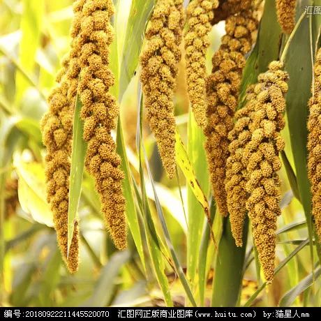 九星象意"天任星"