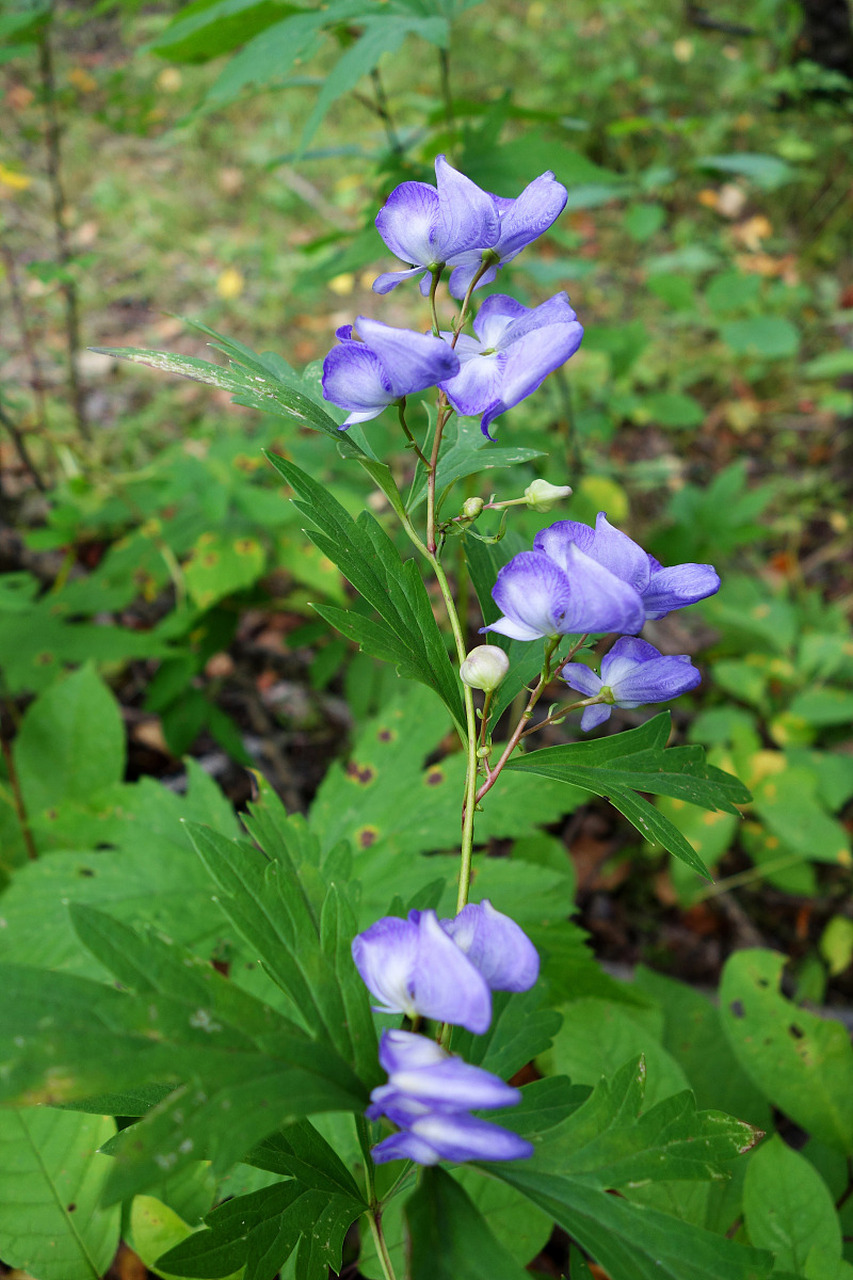 神奇的中草药善于恶并存之雪上一枝蒿#优质短图文计划#       "来