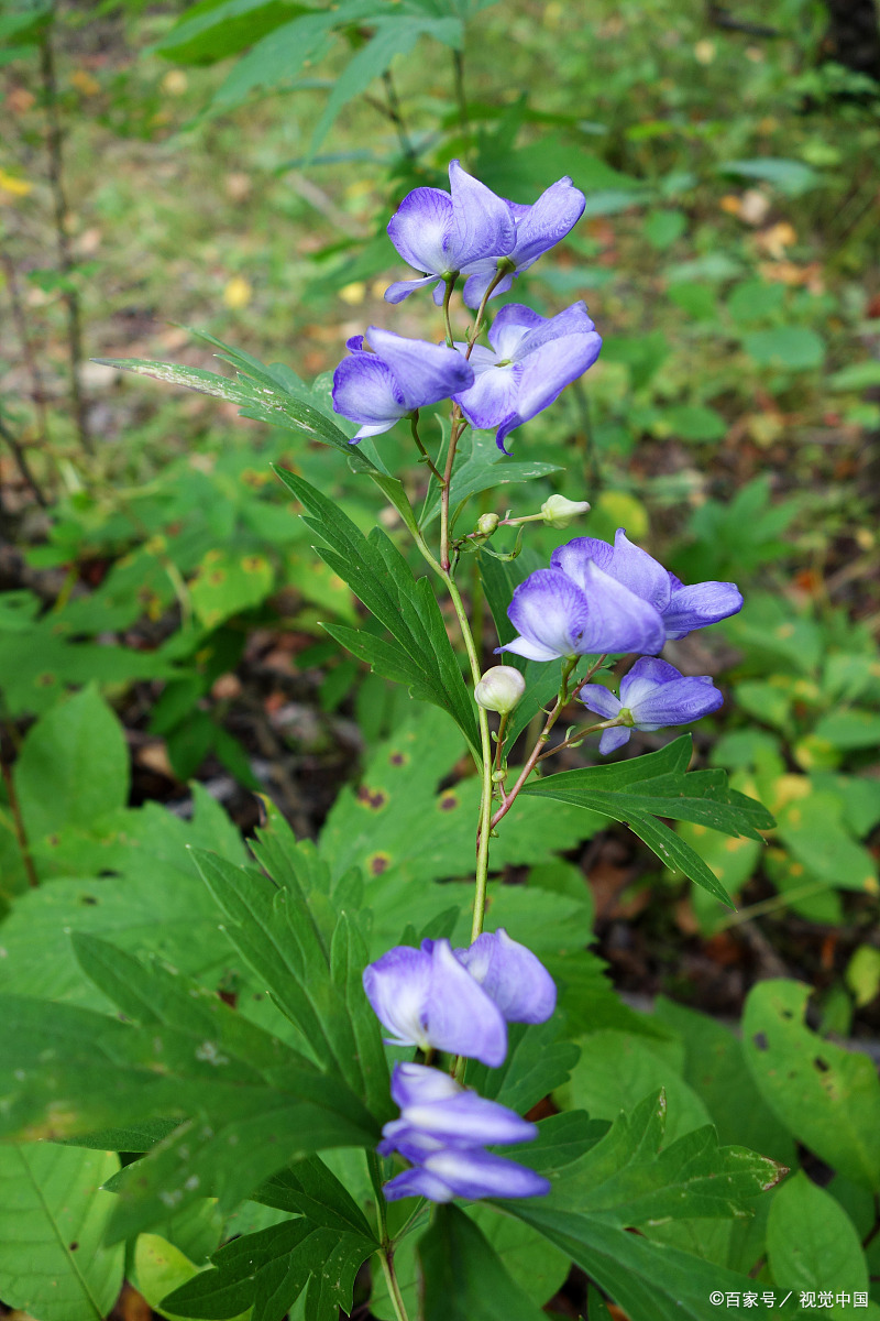 神奇的中草药善于恶并存之雪上一枝蒿#优质短图文计划#       "来