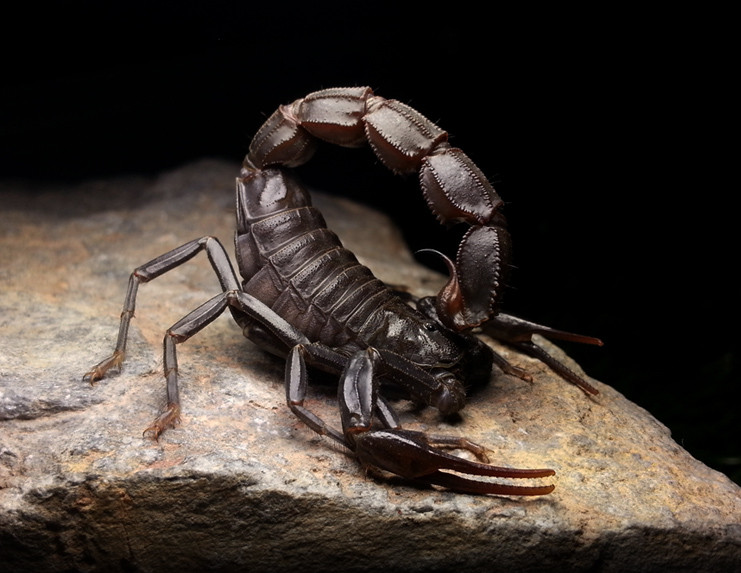 世间最毒的几种蝎子,第4种攻击性最强,伤人无数