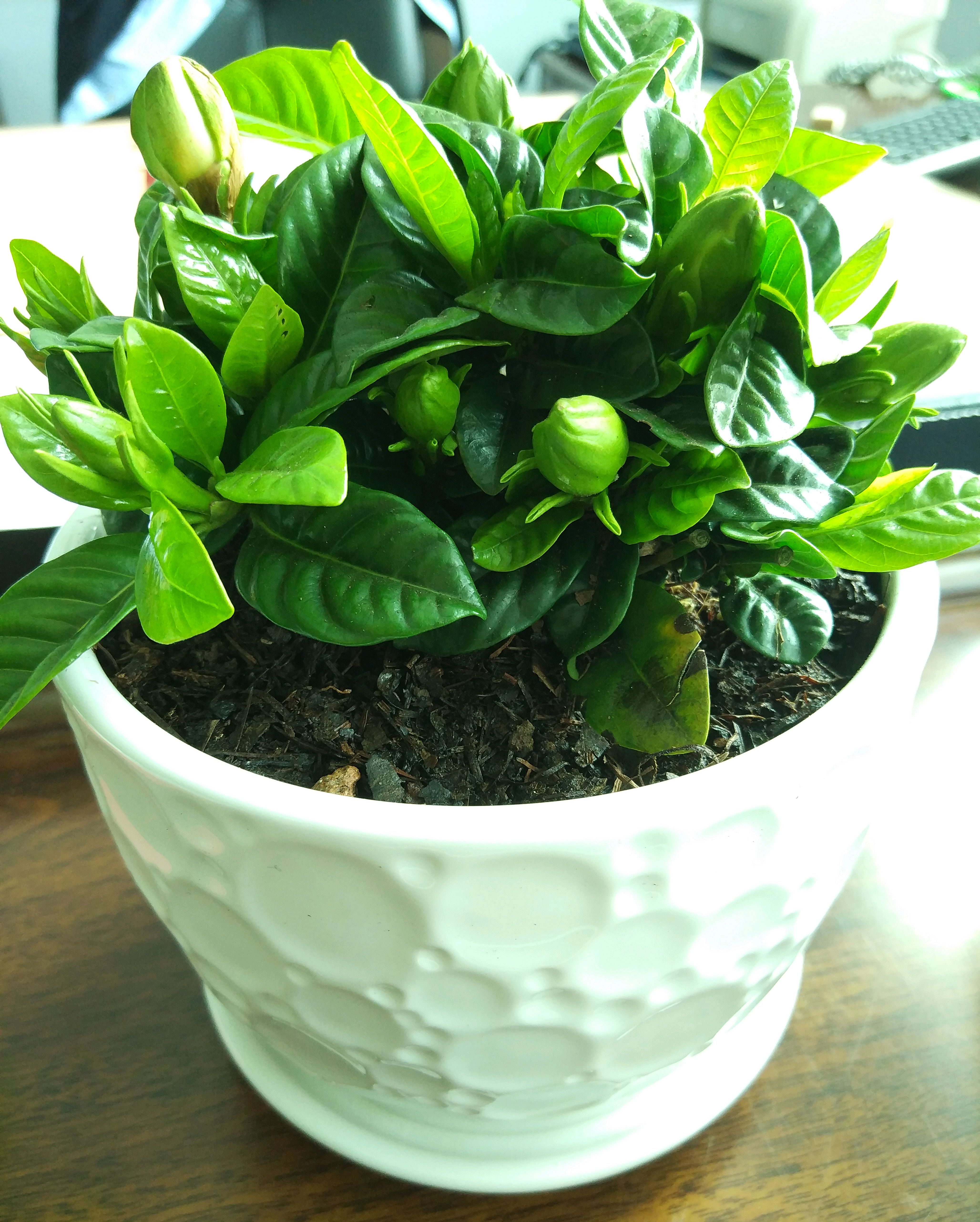 办公室里的花,可能它不是最美的,但却为办公室增添了生活气息