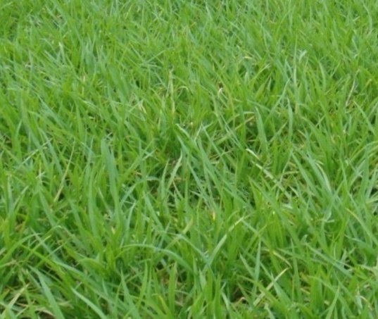 水半夏你真的了解吗?水半夏知识科普