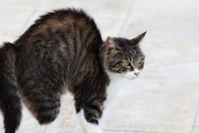 为什么我的猫经常拱背行走?一篇文章告诉你猫这样做的原因