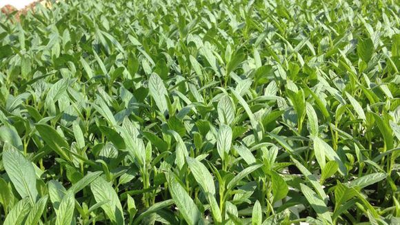 大家想不想知道人参果苗长什么样子?