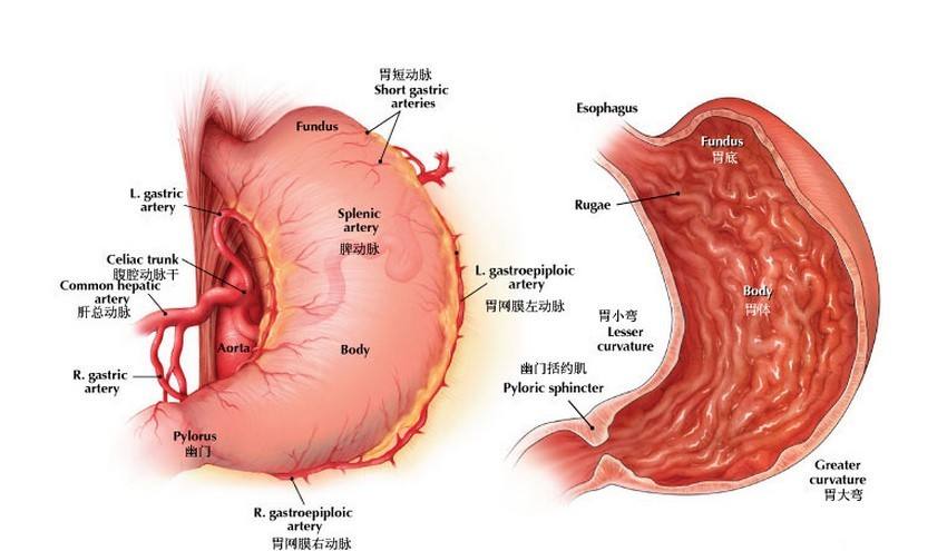 胃癌转移了有什么症状?