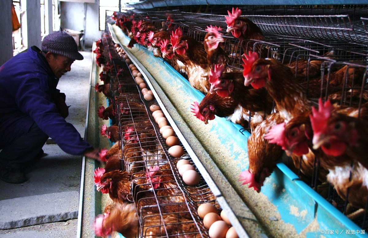 肉鸡场抓鸡 - 2020年最新商品信息聚合专区 - 百度爱采购