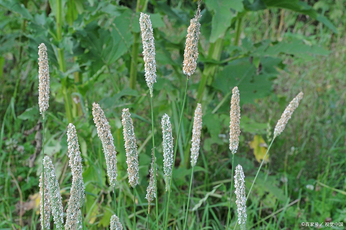 猫尾草怎么种植?猫尾草的种植与养护