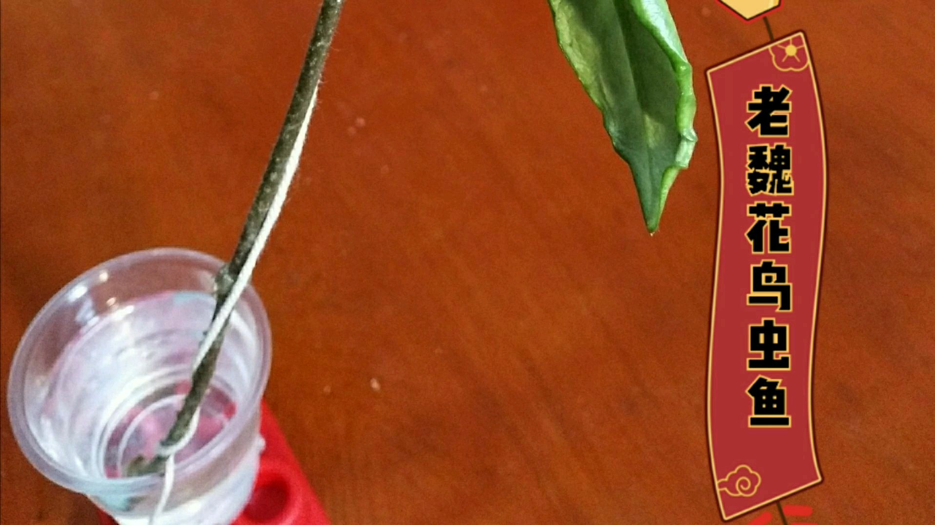 老魏教你养球兰(八):好大棵球兰叶子软了,别犹豫赶紧采取措施
