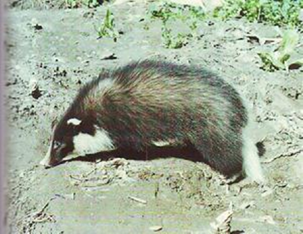 科普一下,了解獾猪的请举手