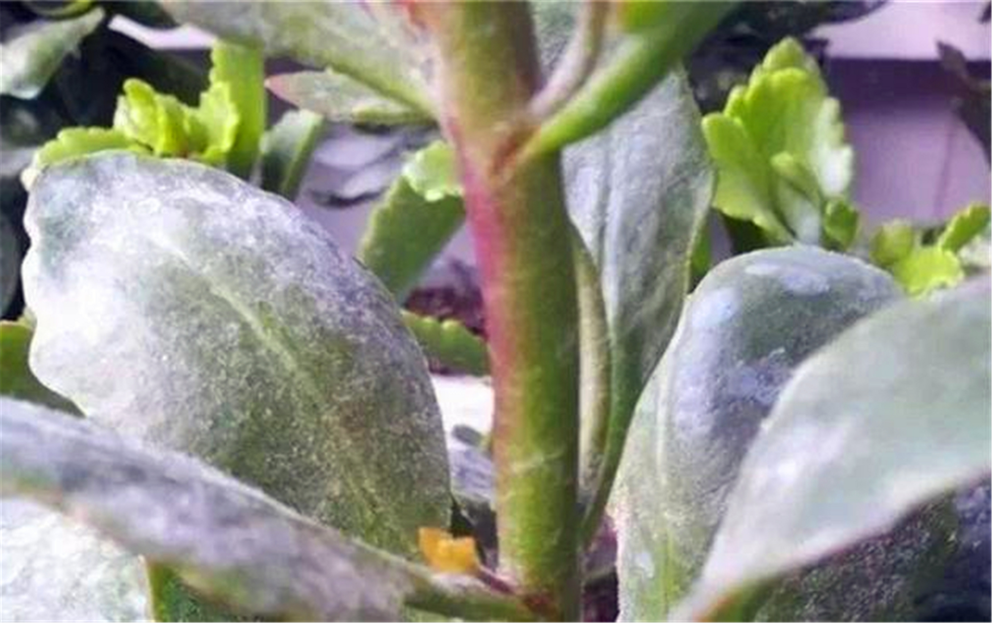 一,长寿花出现叶子黏糊糊,白粉病的状况