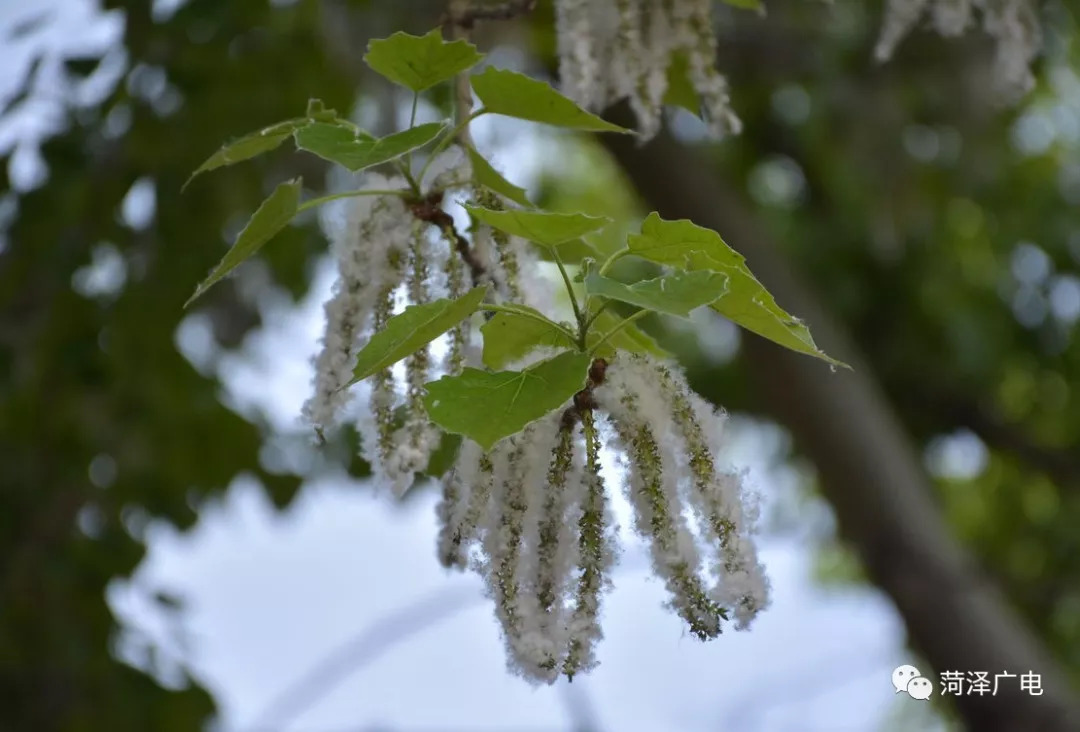好消息 |  "鲁林9号"来了!讨厌杨絮3-5年将被抑制!