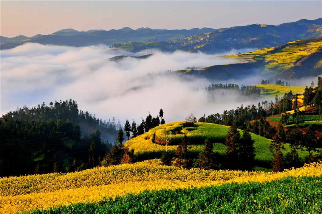 2019年罗平菜花节新闻发布会在成都召开!