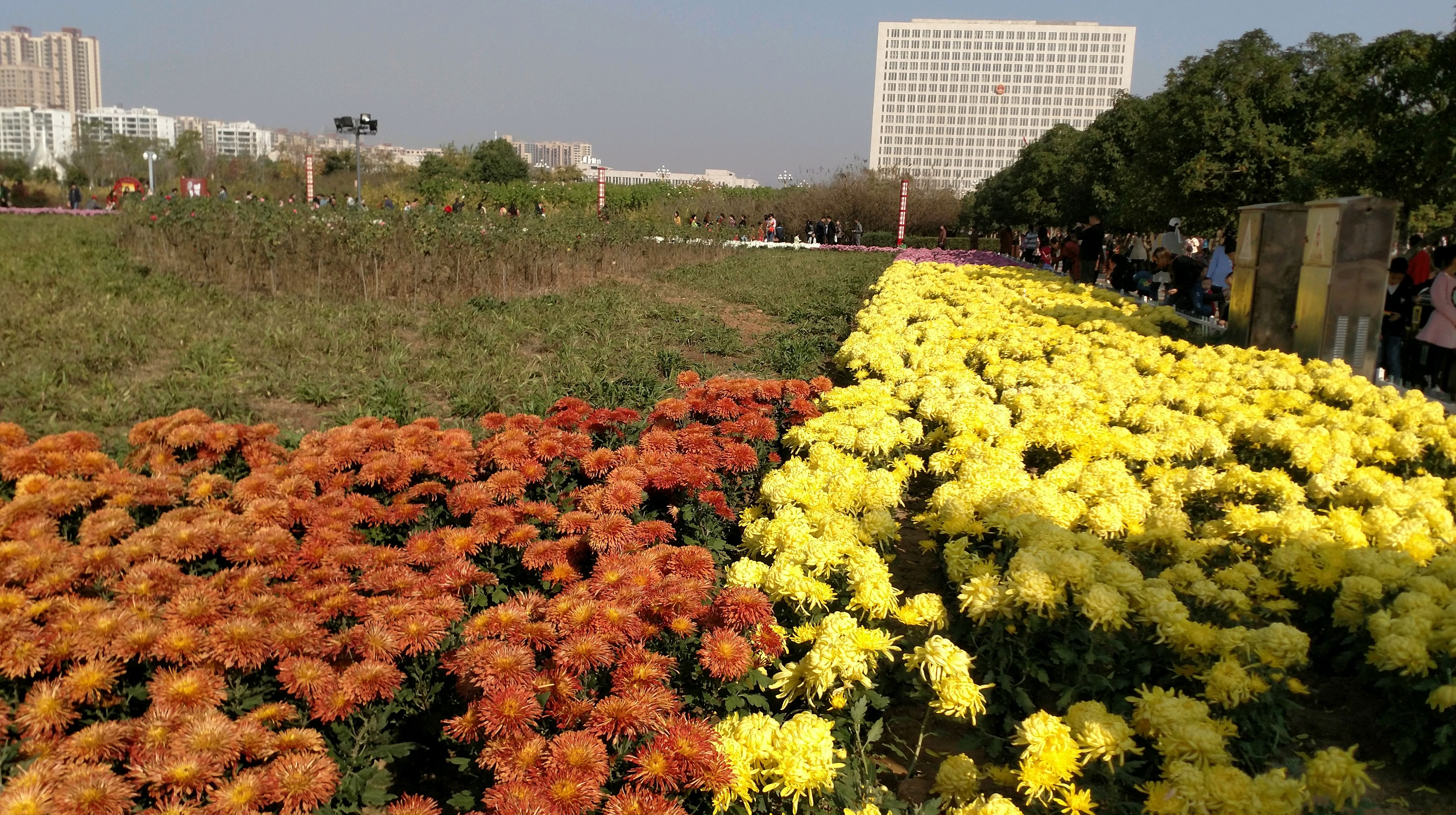 百花園菊花盛開 信陽人賞菊不必遠赴開封