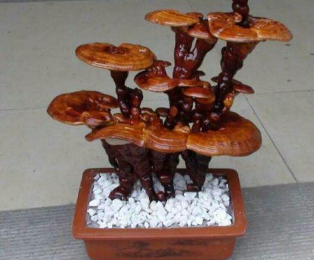 怎样才能制作出高雅,美观的灵芝盆景