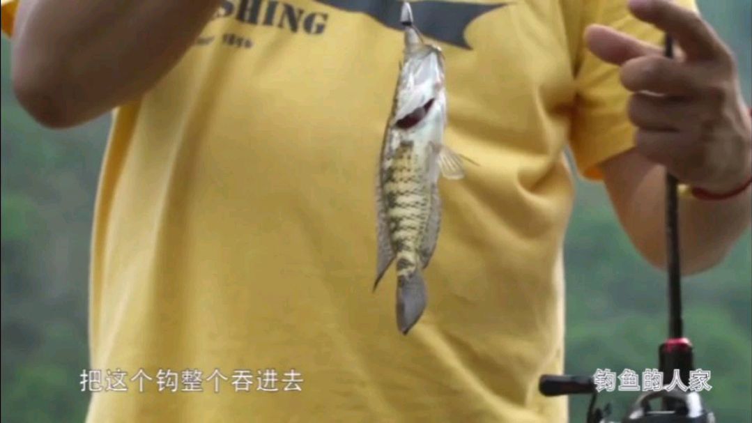 路亚石斑鱼,软虫饵诱钓淡水石斑鱼,爆钓10多条咬口凶猛的石斑鱼