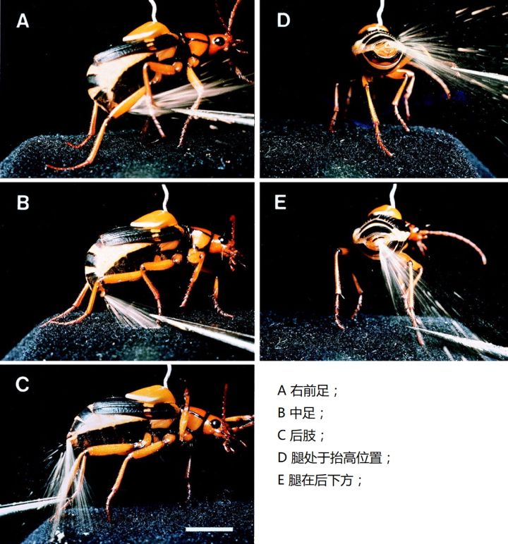 虫族竟然也有化学兵?昆虫界的投弹高手——射炮步甲