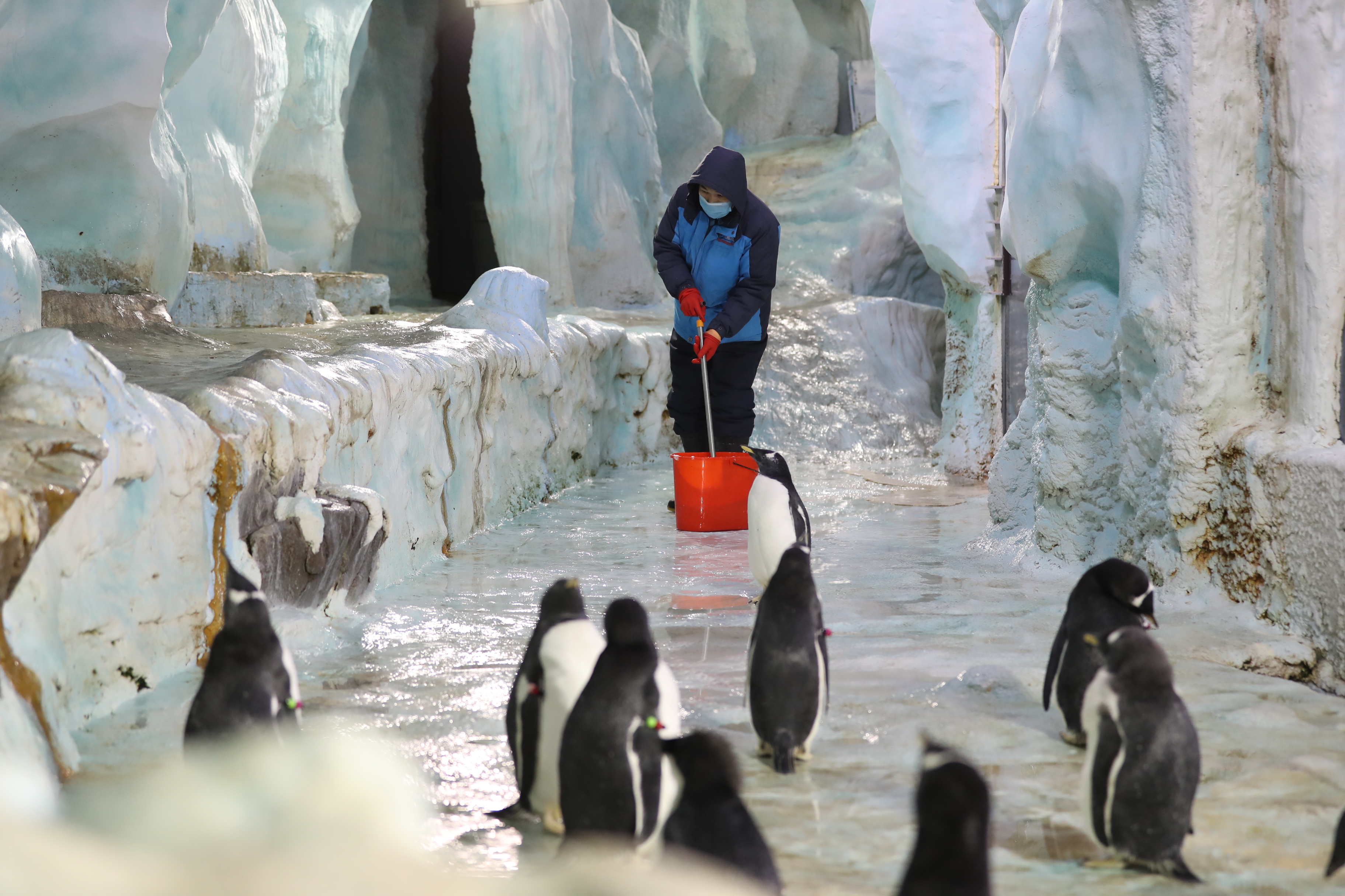 在亚热带养企鹅——企鹅"老爸"与他的一家(2)