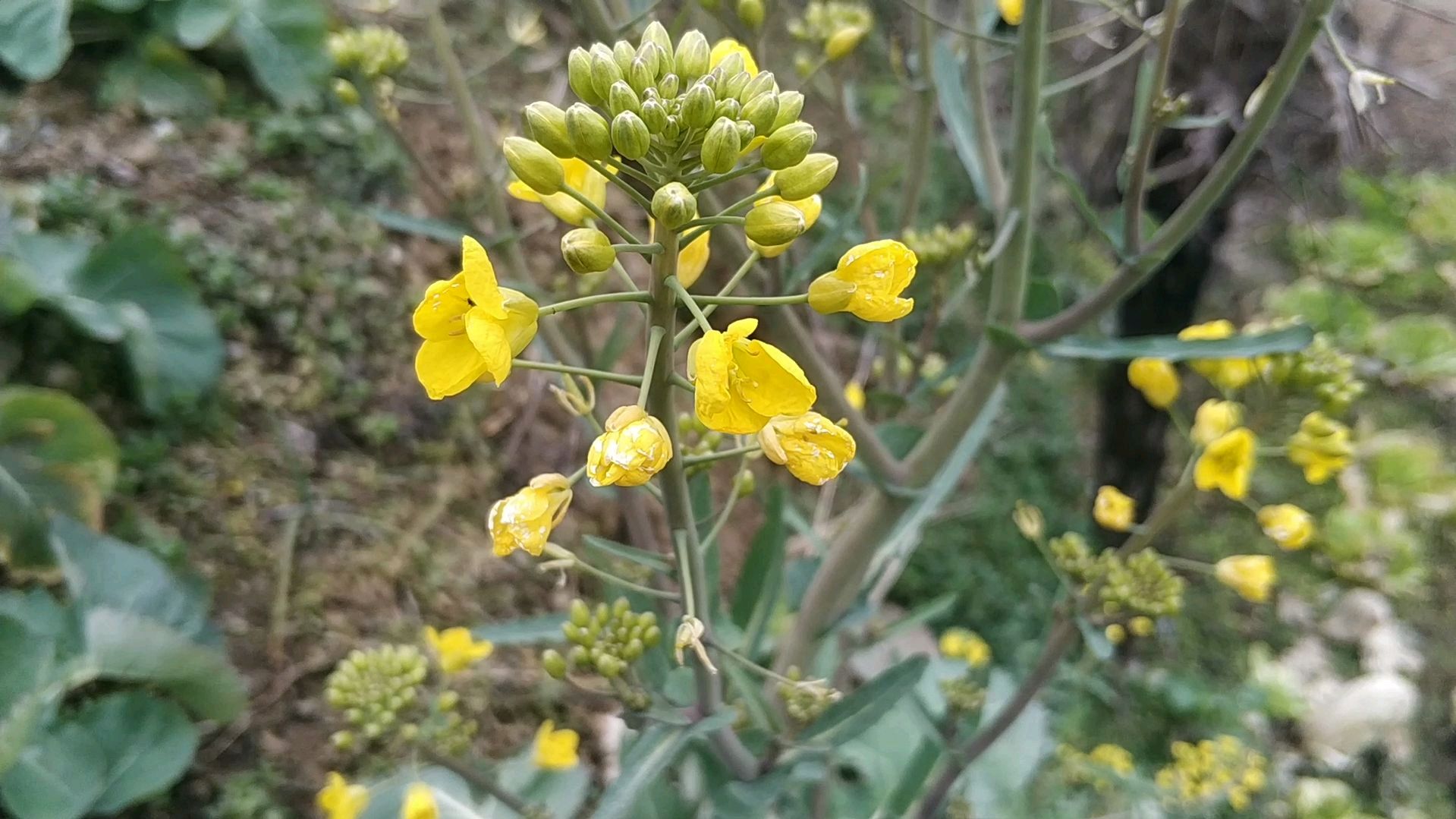 出去踏青,看到了油菜花,有一朵花还引来了一只小蜜蜂