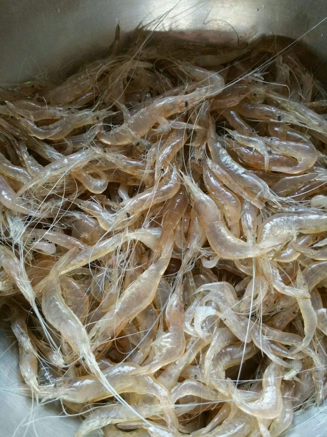 春季吃小白虾正合适,口感鲜嫩营养丰富,别直接吃,正确做法给你