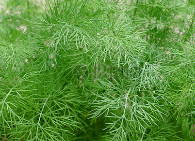 莳萝古称"洋茴香",味道辛香甘甜,温和而不刺激