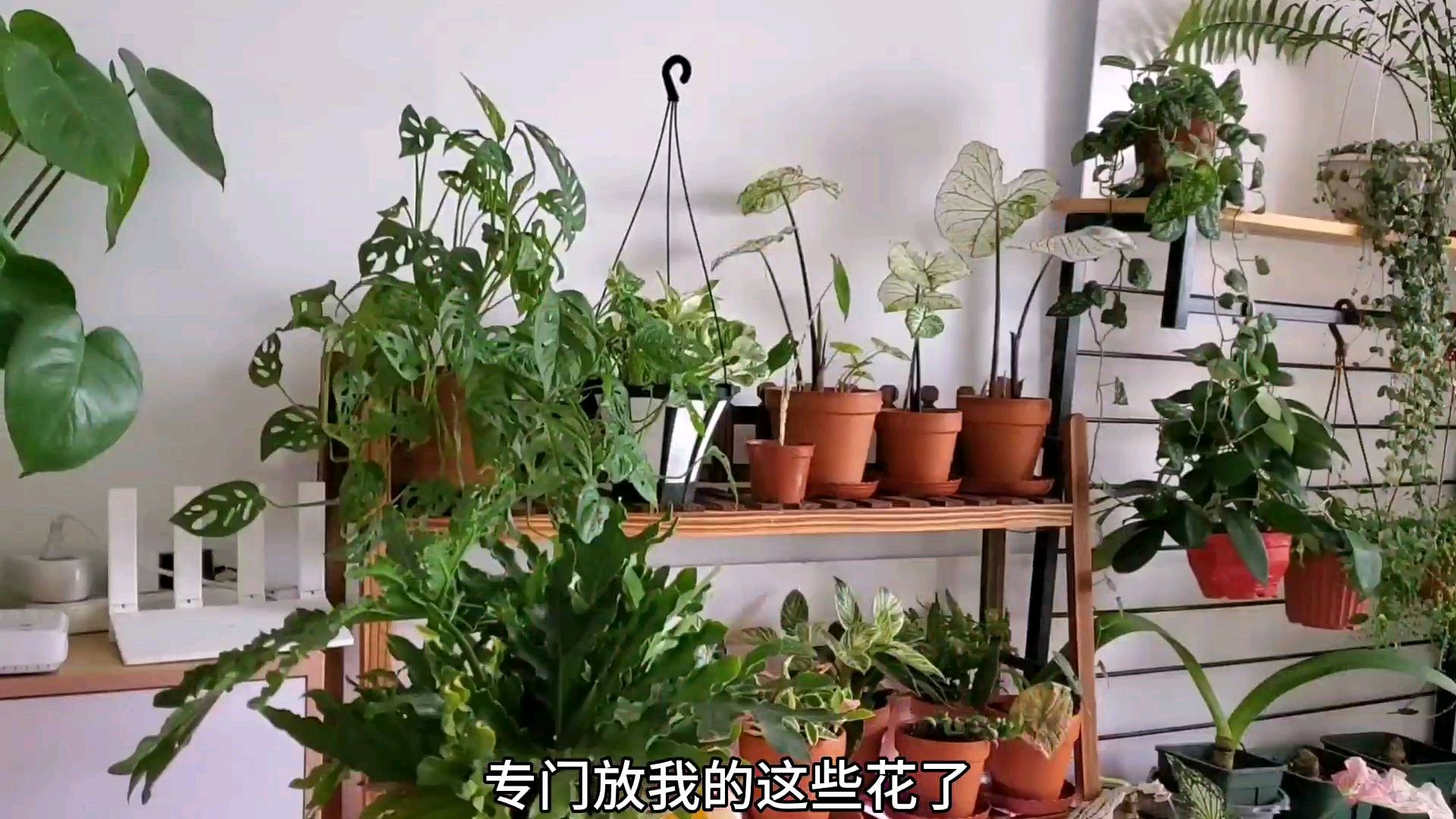 我家有个“植物园”,专门一个房间放植物!进来看看吧!