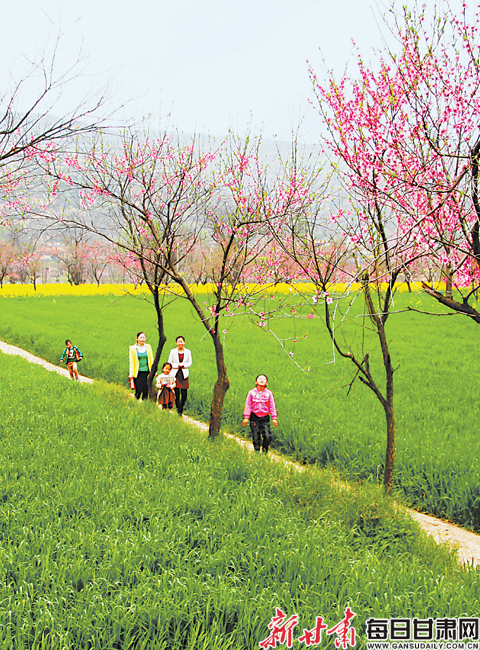 「图片新闻」宁县九龙川桃花,油菜花盛开吸引游人观赏