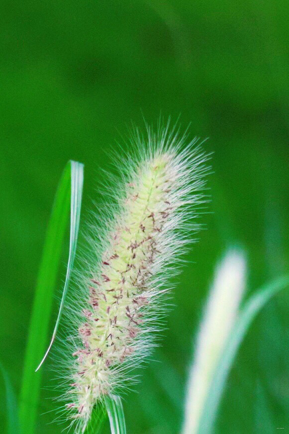 狗尾巴草花语(狗尾巴草花语是什么花)