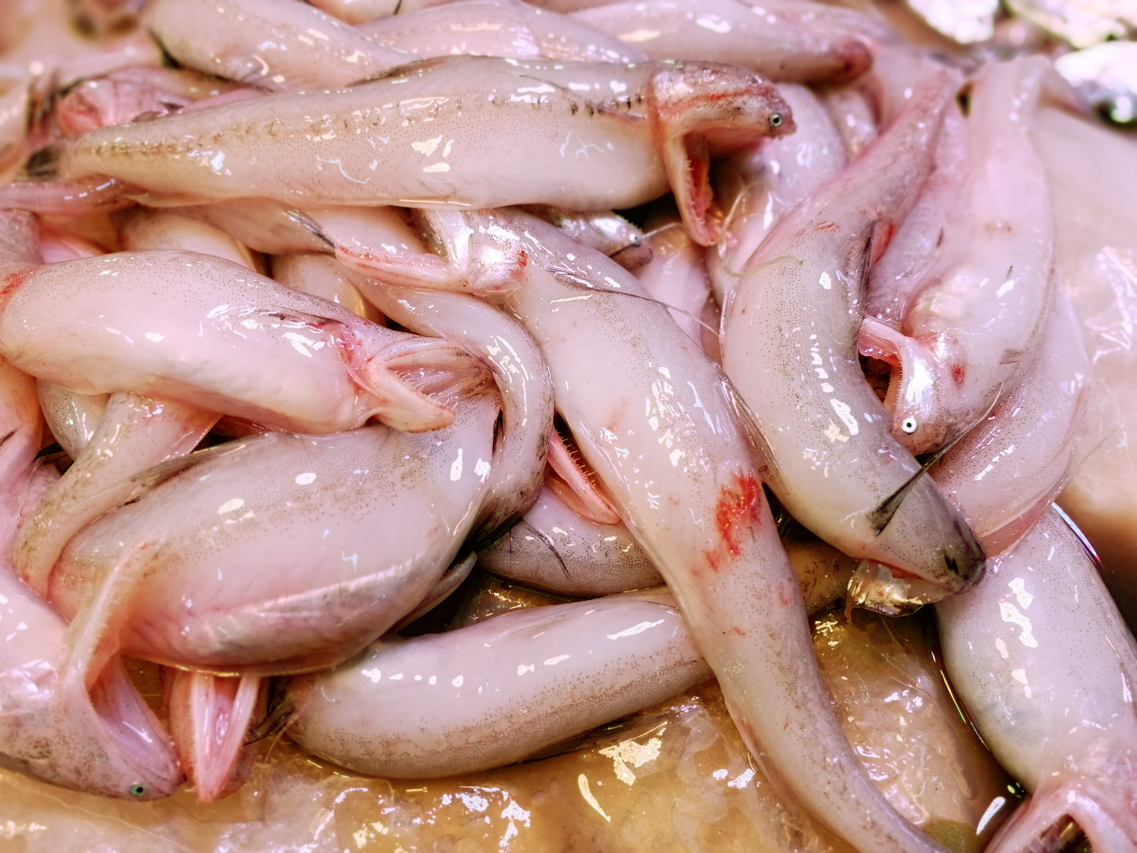 常食用的海鱼品种图片