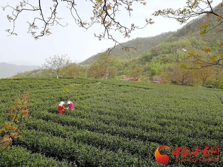 碧口古镇马家山茶山图片