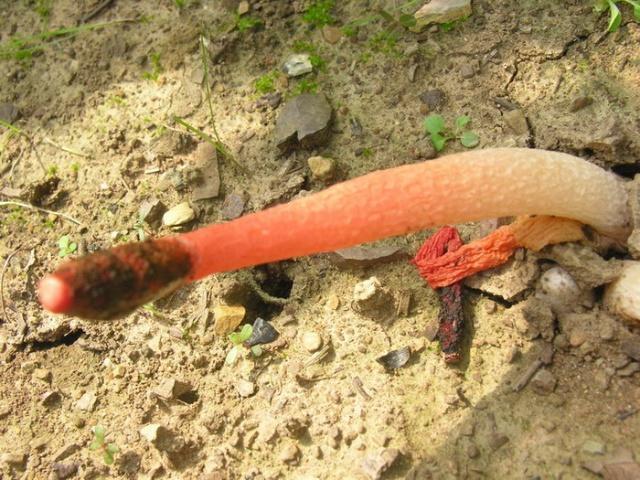 这种"蘑菇"红彤彤,有臭味价值高人称"红鬼笔",现在可不多见