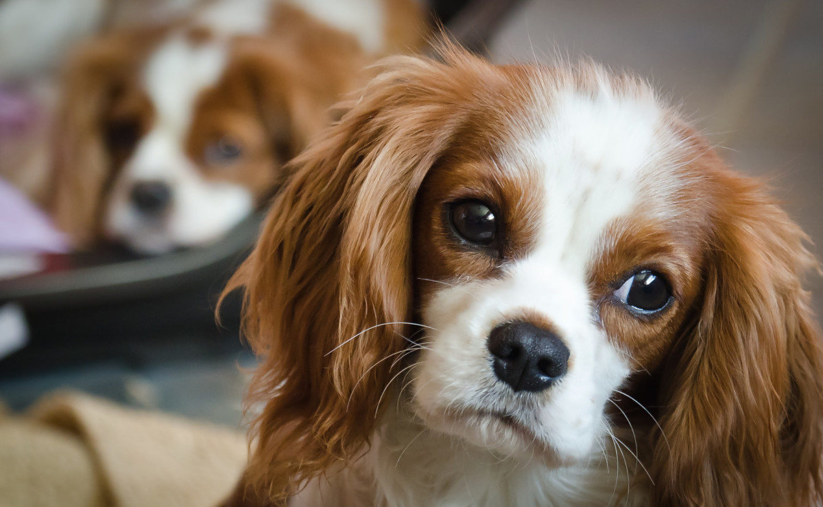 狗狗歪头杀是在卖萌?不不不,它在接收你的信息