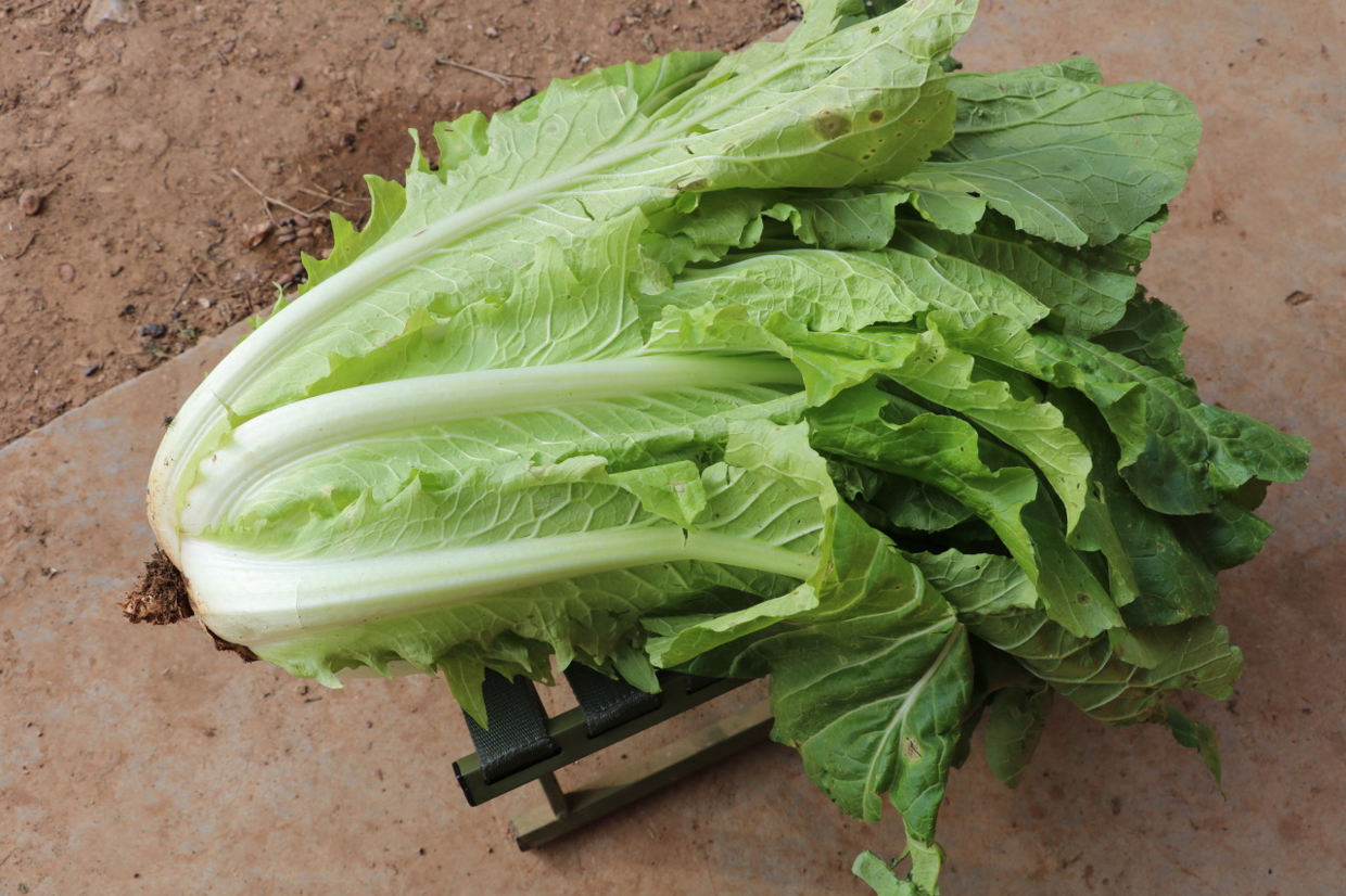 种的白菜散的像抹布,邻居家的却紧实像足球,原来是这么种出来的