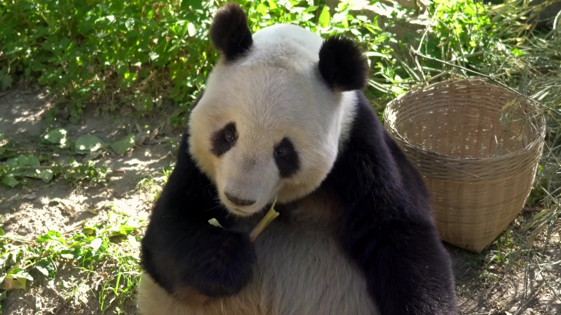 《素材分享》9,大熊猫吃竹子素材
