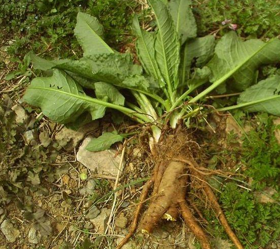 农村一种野草,人称"金不换",治疗跌打损伤和"崴脚"有奇效!