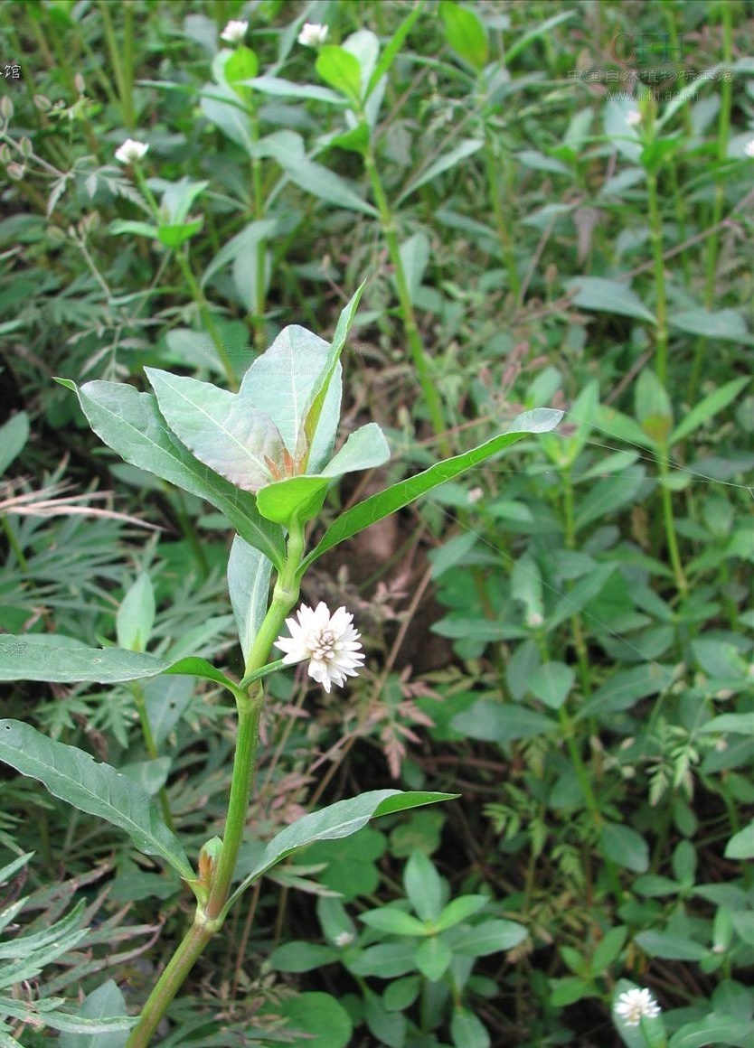 植物知识科普,小编带你了解莲子草属