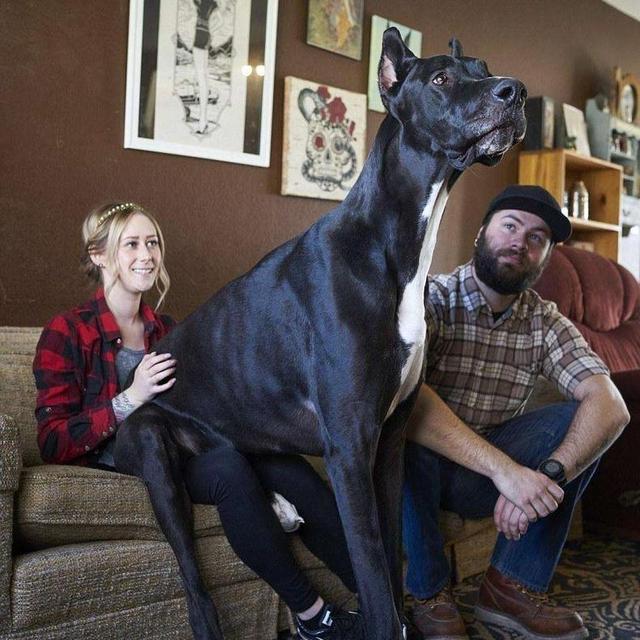 3大丹犬