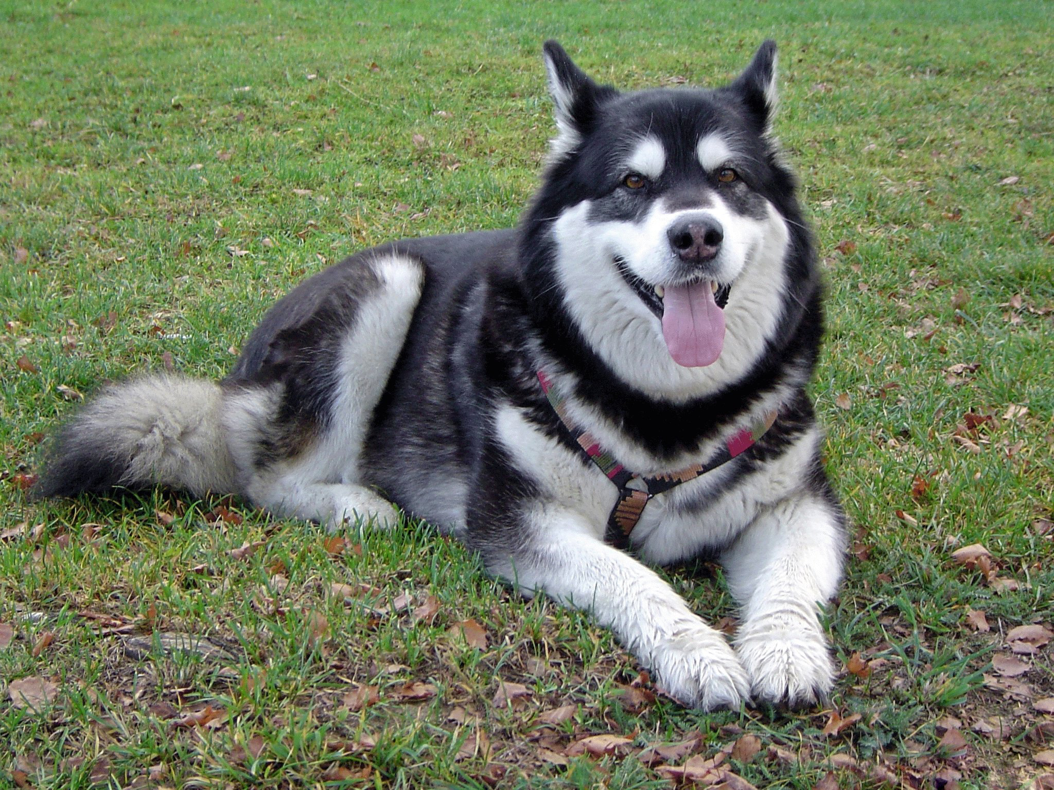 都第一名了还摆出这种表情干嘛?——世界最漂亮的狗狗排行