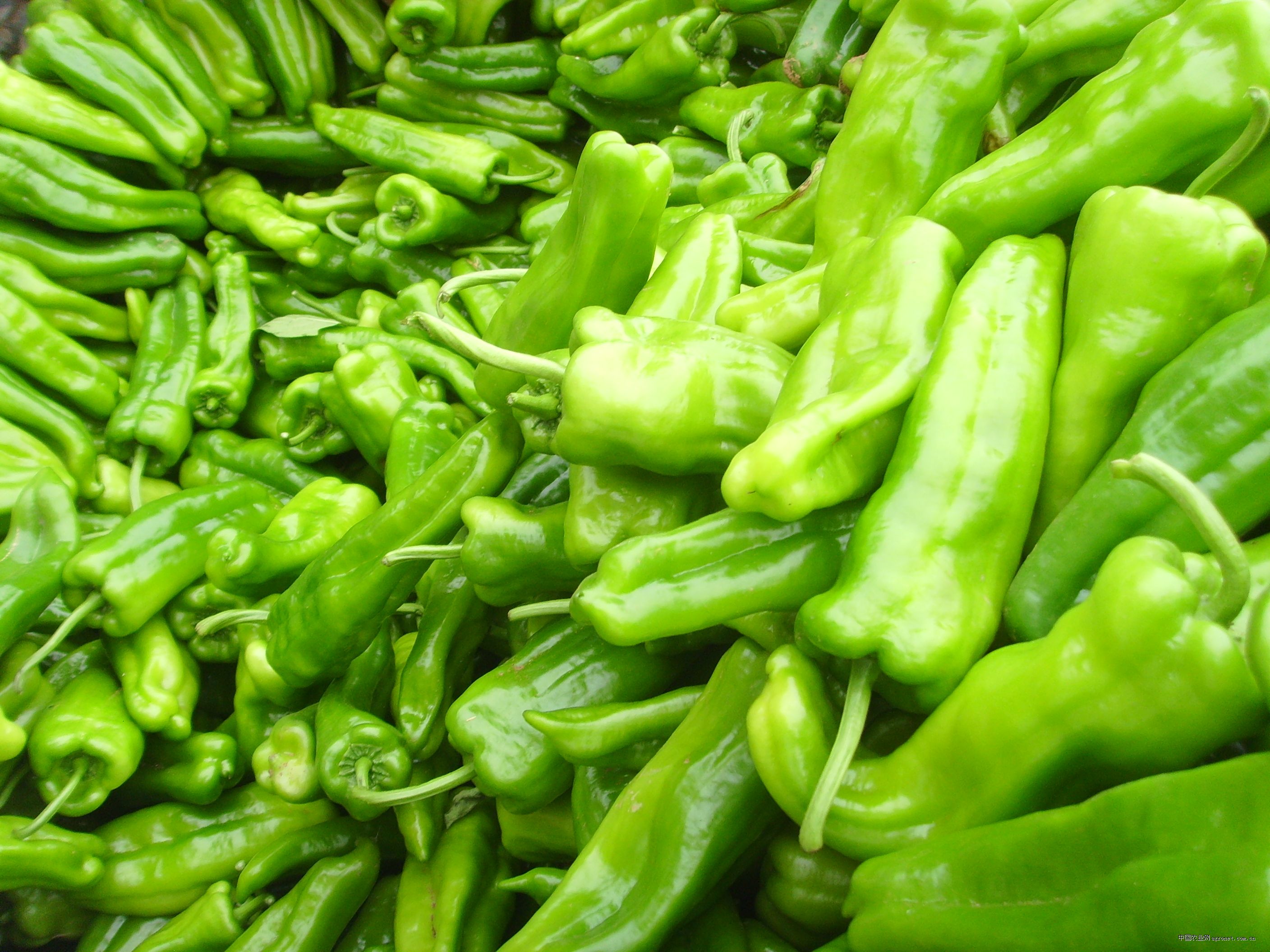 癌细胞最怕的一种食物,是最常见的菜,可惜很多人不喜欢吃!