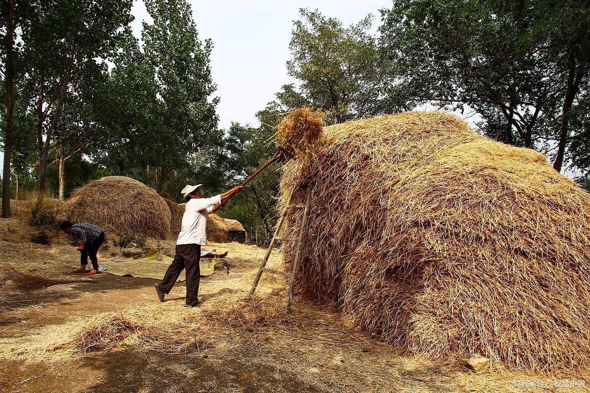 (原创散文)回忆童年70年代北方农村的打麦场上